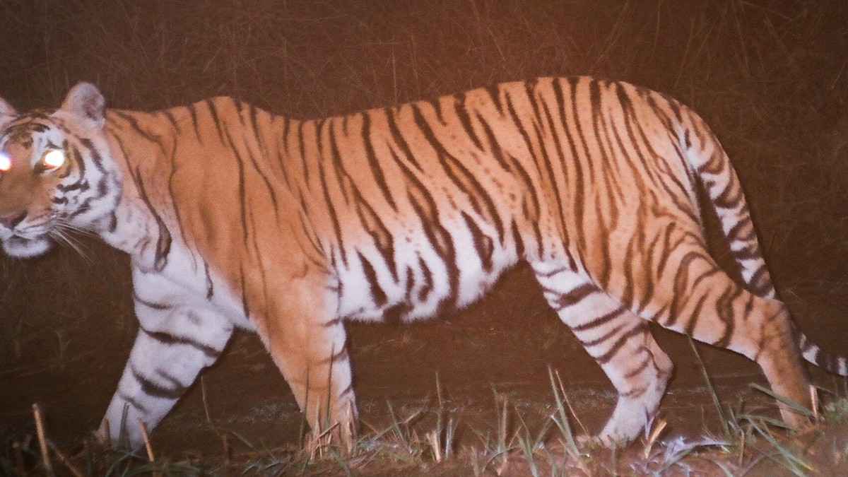 Three animals, three problems (Part 2 of 3)